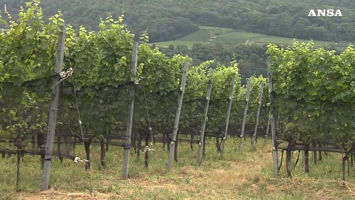 L’Università di Bolzano studia nuove tecniche per i vigneti di montagna