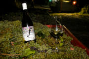 Il Moscatello inaugura la stagione della vendemmia in Abruzzo