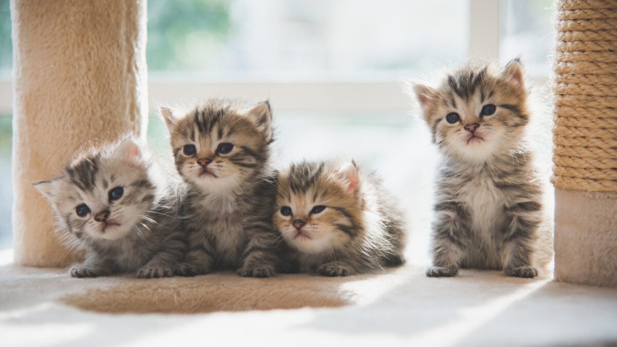 Cure salva-gatti, lotta all’abbandono. I cuccioli nell’agenda del governo