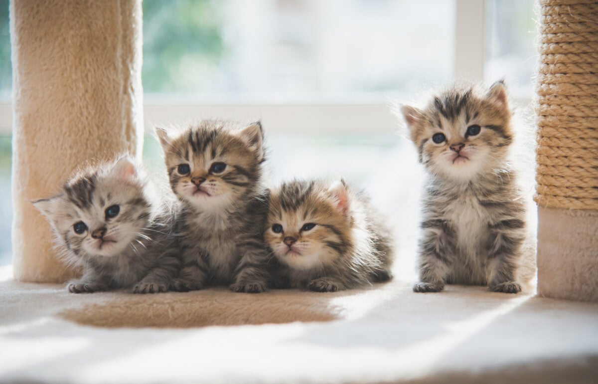 Cure salva-gatti, lotta all’abbandono. I cuccioli nell’agenda del governo