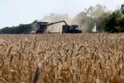 Rincara anche il frumento: gli analisti prevedono un +30%