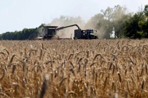 Rincara anche il frumento: gli analisti prevedono un +30%