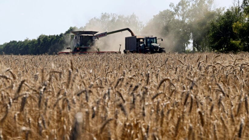 Rincara anche il frumento: gli analisti prevedono un +30%