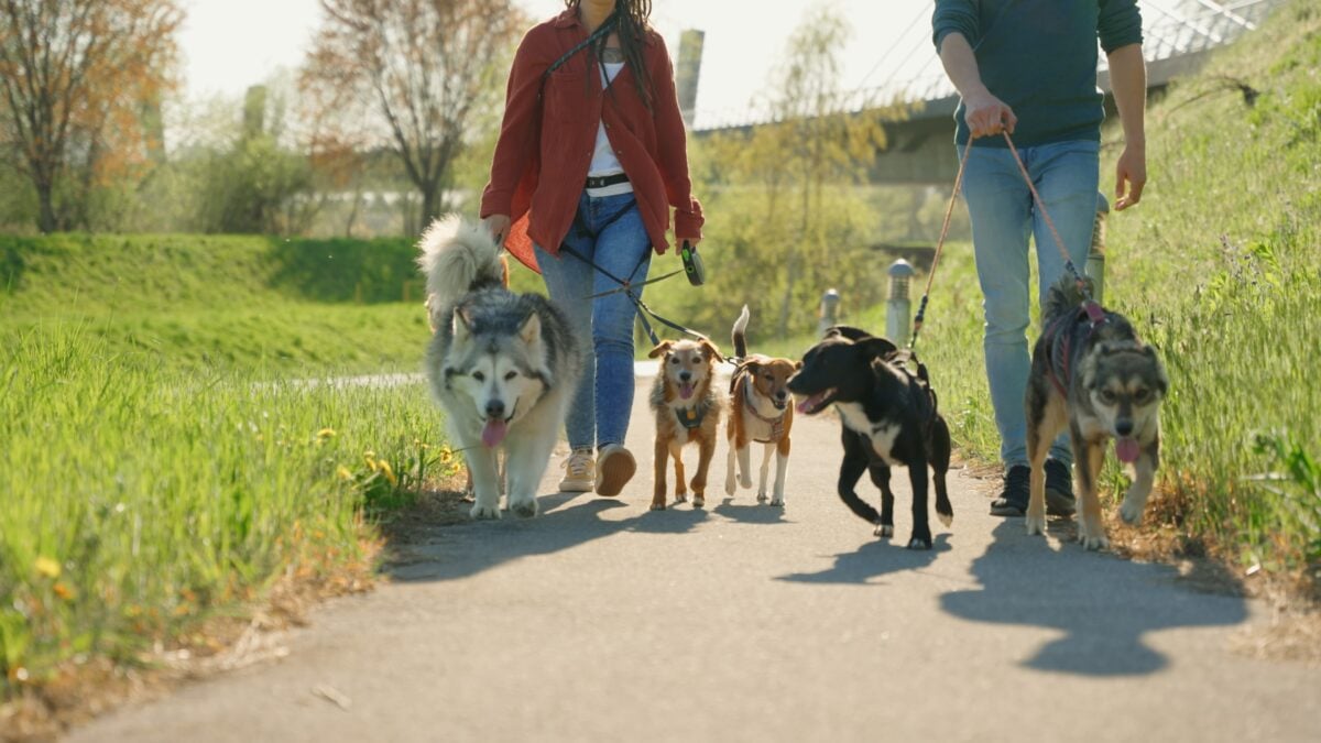 l8217islam detta le regole pure sui nostri cani da Laverita.info l8217islam detta le regole pure sui nostri cani