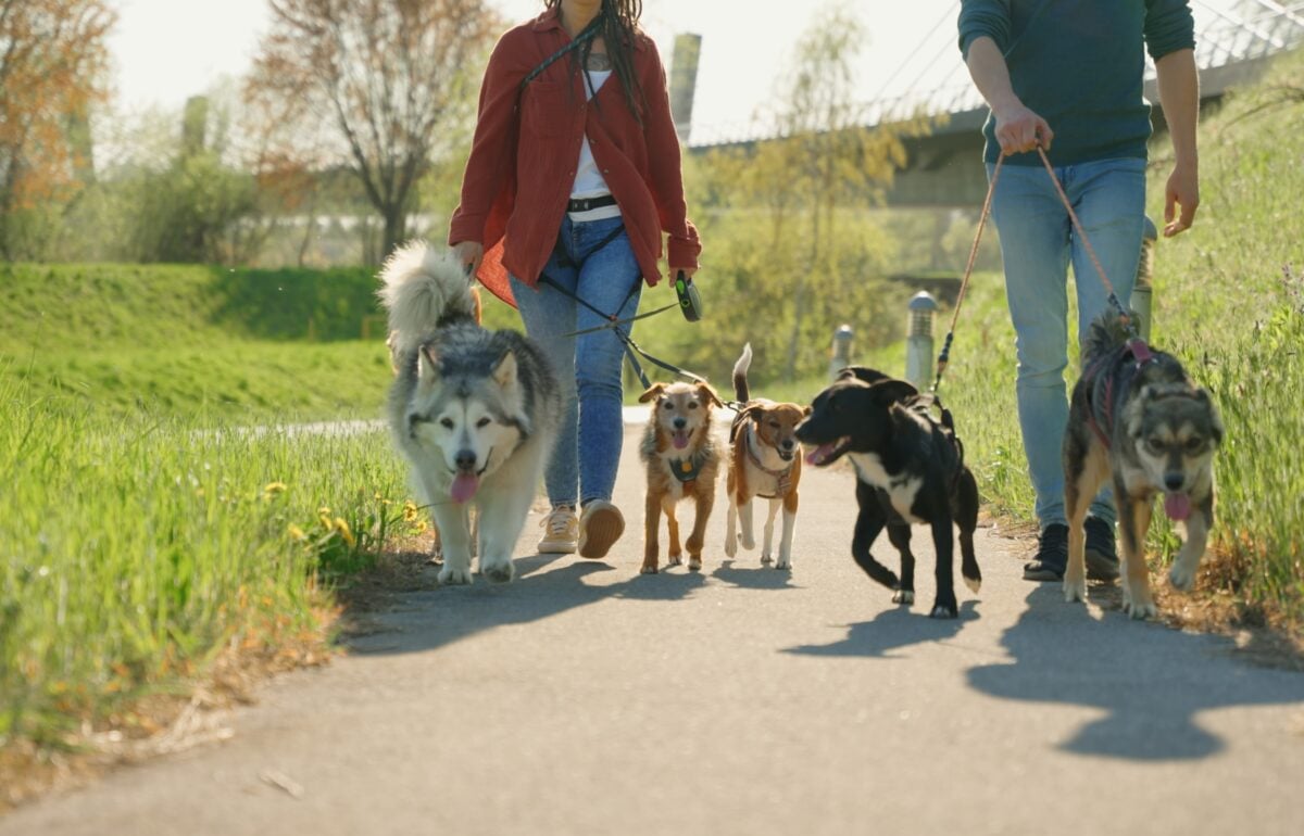 L’islam detta le regole pure sui nostri cani