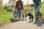 L’islam detta le regole pure sui nostri cani