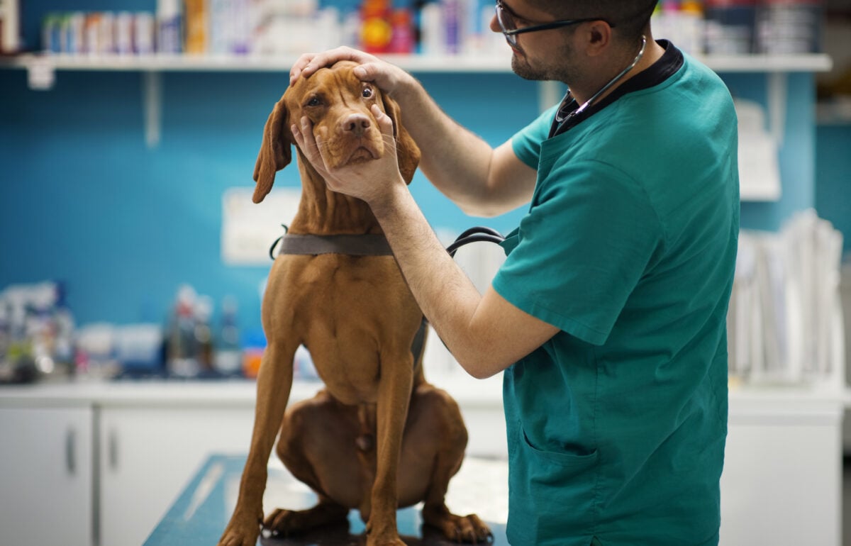 Poste scommette sulla pet economy. Debuttano le polizze per cani e gatti