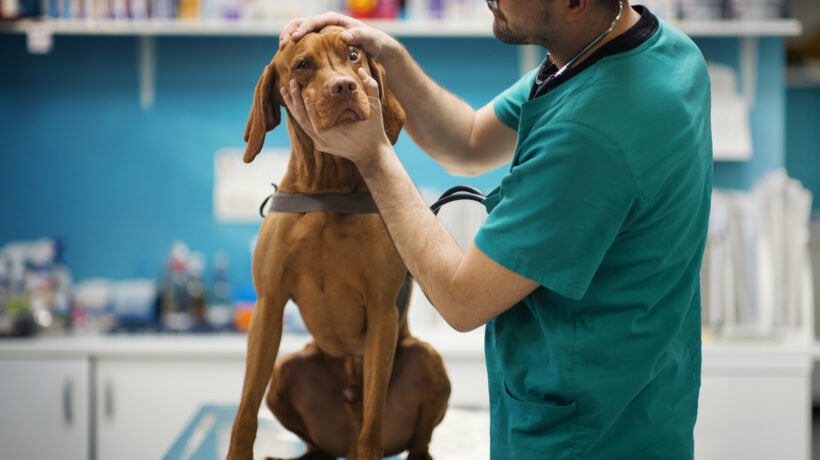 Poste scommette sulla pet economy. Debuttano le polizze per cani e gatti