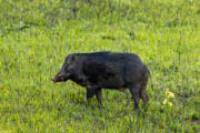 Dal suino nero alla vacca podolica. Calabria eccellenza a quattro zampe