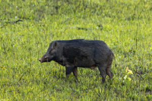 Dal suino nero alla vacca podolica. Calabria eccellenza a quattro zampe