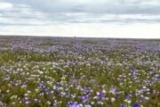 Cile, il deserto di Atacama fiorisce grazie a El Niño