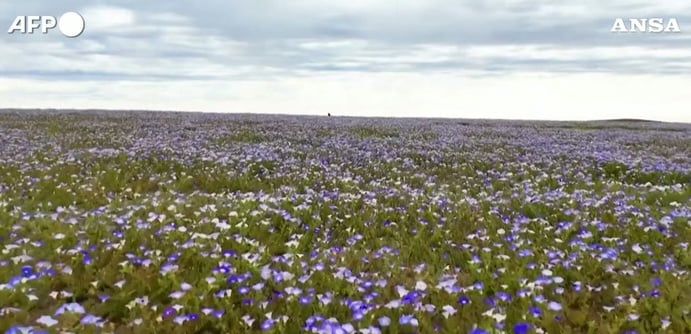 Cile, il deserto di Atacama fiorisce grazie a El Niño