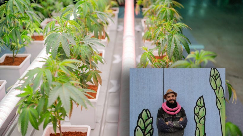 Cibo, l’eroe degli antifa di mestiere aveva una piantagione di marijuana