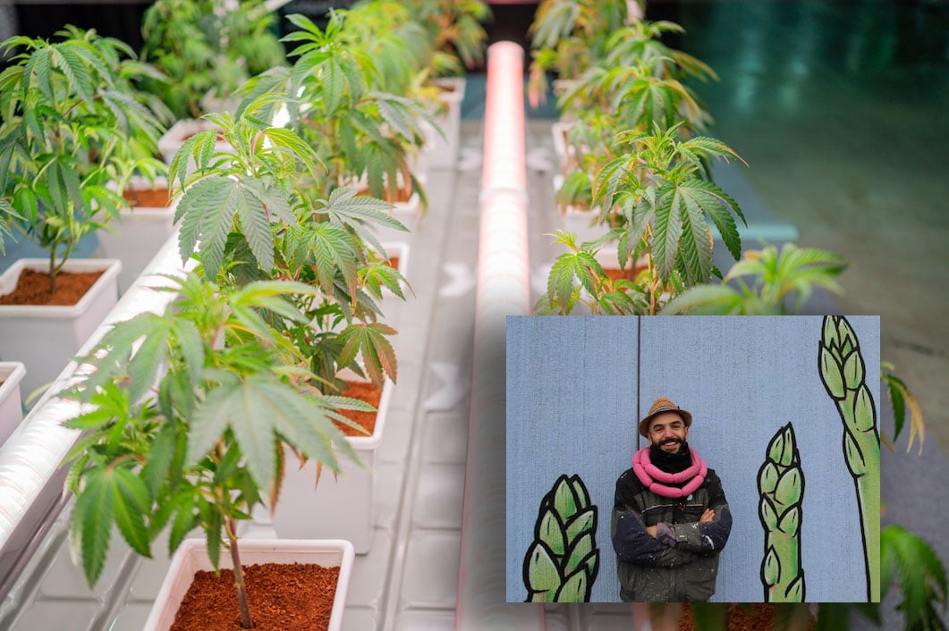 cibo l8217eroe degli antifa di mestiere aveva una piantagione di marijuana da Laverita.info cibo l8217eroe degli antifa di mestiere aveva una piantagione di marijuana
